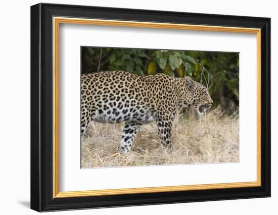 Leoprard (Panthera pardus), Savuti, Chobe National Park, Botswana, Africa-Sergio Pitamitz-Framed Photographic Print