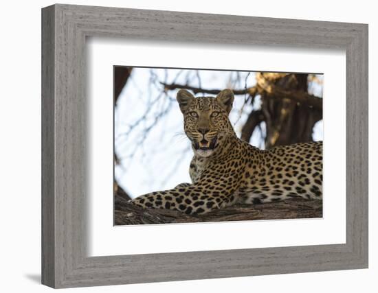 Leoprard (Panthera pardus), Savuti, Chobe National Park, Botswana, Africa-Sergio Pitamitz-Framed Photographic Print