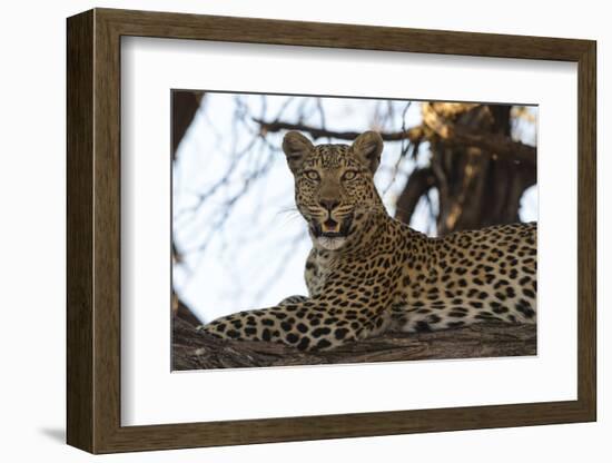 Leoprard (Panthera pardus), Savuti, Chobe National Park, Botswana, Africa-Sergio Pitamitz-Framed Photographic Print