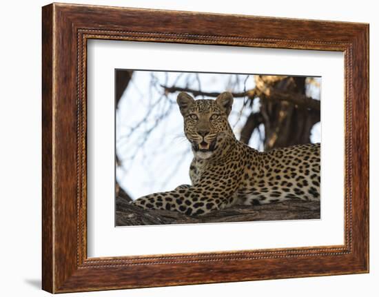 Leoprard (Panthera pardus), Savuti, Chobe National Park, Botswana, Africa-Sergio Pitamitz-Framed Photographic Print