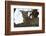 Leoprard (Panthera pardus), Savuti, Chobe National Park, Botswana, Africa-Sergio Pitamitz-Framed Photographic Print