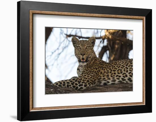 Leoprard (Panthera pardus), Savuti, Chobe National Park, Botswana, Africa-Sergio Pitamitz-Framed Photographic Print