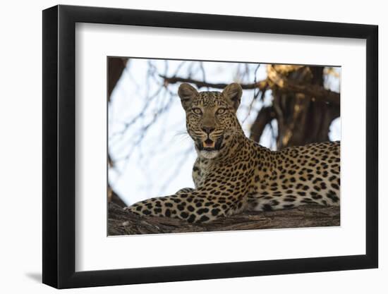 Leoprard (Panthera pardus), Savuti, Chobe National Park, Botswana, Africa-Sergio Pitamitz-Framed Photographic Print