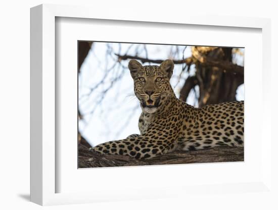 Leoprard (Panthera pardus), Savuti, Chobe National Park, Botswana, Africa-Sergio Pitamitz-Framed Photographic Print