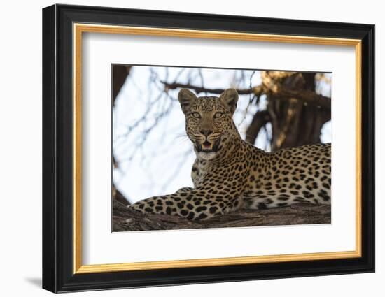 Leoprard (Panthera pardus), Savuti, Chobe National Park, Botswana, Africa-Sergio Pitamitz-Framed Photographic Print