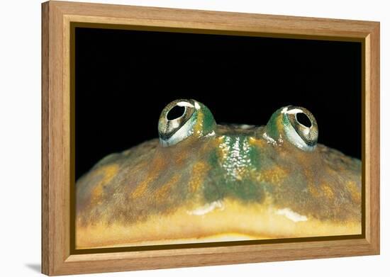 Lepidobatrachus Laevis (Budgett's Frog, Escuerzo De Agua)-Paul Starosta-Framed Premier Image Canvas