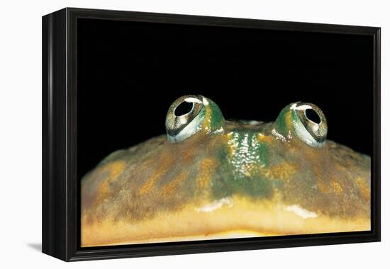 Lepidobatrachus Laevis (Budgett's Frog, Escuerzo De Agua)-Paul Starosta-Framed Premier Image Canvas