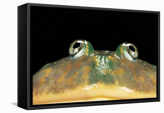 Lepidobatrachus Laevis (Budgett's Frog, Escuerzo De Agua)-Paul Starosta-Framed Premier Image Canvas