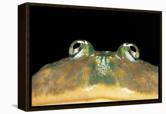 Lepidobatrachus Laevis (Budgett's Frog, Escuerzo De Agua)-Paul Starosta-Framed Premier Image Canvas