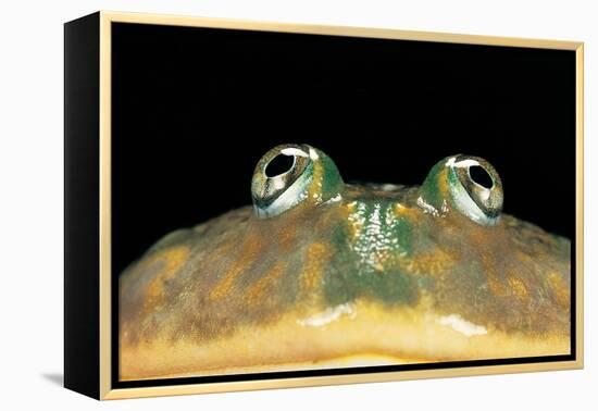 Lepidobatrachus Laevis (Budgett's Frog, Escuerzo De Agua)-Paul Starosta-Framed Premier Image Canvas