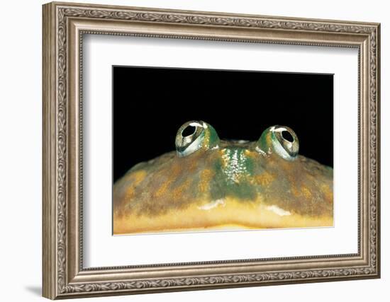 Lepidobatrachus Laevis (Budgett's Frog, Escuerzo De Agua)-Paul Starosta-Framed Photographic Print