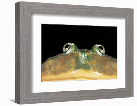 Lepidobatrachus Laevis (Budgett's Frog, Escuerzo De Agua)-Paul Starosta-Framed Photographic Print