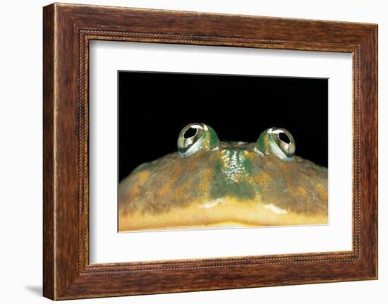 Lepidobatrachus Laevis (Budgett's Frog, Escuerzo De Agua)-Paul Starosta-Framed Photographic Print