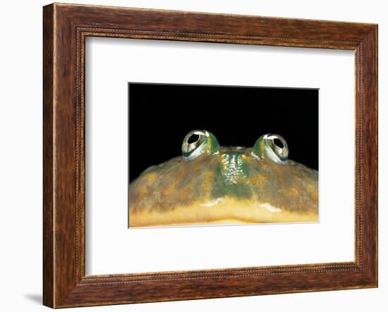 Lepidobatrachus Laevis (Budgett's Frog, Escuerzo De Agua)-Paul Starosta-Framed Photographic Print