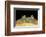 Lepidobatrachus Laevis (Budgett's Frog, Escuerzo De Agua)-Paul Starosta-Framed Photographic Print