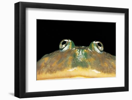 Lepidobatrachus Laevis (Budgett's Frog, Escuerzo De Agua)-Paul Starosta-Framed Photographic Print