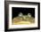 Lepidobatrachus Laevis (Budgett's Frog, Escuerzo De Agua)-Paul Starosta-Framed Photographic Print