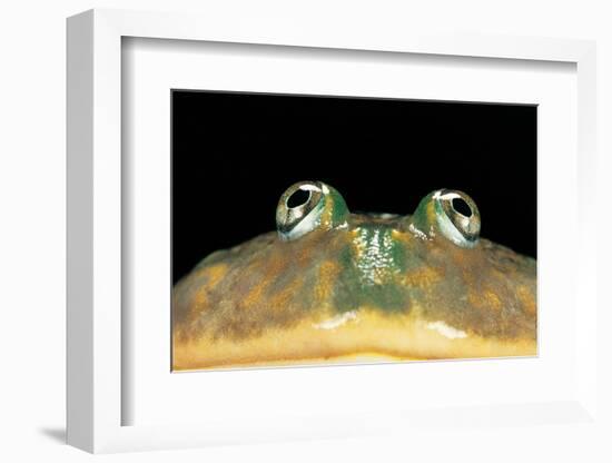 Lepidobatrachus Laevis (Budgett's Frog, Escuerzo De Agua)-Paul Starosta-Framed Photographic Print