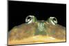 Lepidobatrachus Laevis (Budgett's Frog, Escuerzo De Agua)-Paul Starosta-Mounted Photographic Print