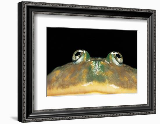 Lepidobatrachus Laevis (Budgett's Frog, Escuerzo De Agua)-Paul Starosta-Framed Photographic Print