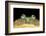 Lepidobatrachus Laevis (Budgett's Frog, Escuerzo De Agua)-Paul Starosta-Framed Photographic Print