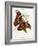 Lepidoptera: Phaloena Atlas, 1798-1799-Edward Donovan-Framed Giclee Print