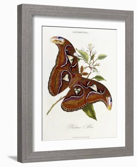 Lepidoptera: Phaloena Atlas, 1798-1799-Edward Donovan-Framed Giclee Print