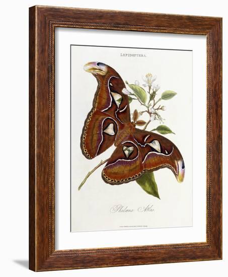 Lepidoptera: Phaloena Atlas, 1798-1799-Edward Donovan-Framed Giclee Print