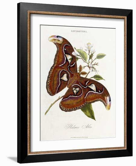 Lepidoptera: Phaloena Atlas, 1798-1799-Edward Donovan-Framed Giclee Print