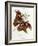 Lepidoptera: Phaloena Atlas, 1798-1799-Edward Donovan-Framed Giclee Print