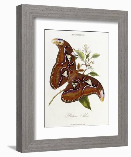 Lepidoptera: Phaloena Atlas, 1798-1799-Edward Donovan-Framed Giclee Print