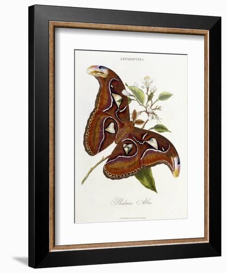 Lepidoptera: Phaloena Atlas, 1798-1799-Edward Donovan-Framed Giclee Print