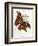 Lepidoptera: Phaloena Atlas, 1798-1799-Edward Donovan-Framed Giclee Print