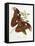Lepidoptera: Phaloena Atlas, 1798-1799-Edward Donovan-Framed Premier Image Canvas