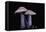 Lepista Nuda (Wood Blewit, Blue Stalk Mushroom)-Paul Starosta-Framed Premier Image Canvas