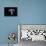 Lepista Nuda (Wood Blewit, Blue Stalk Mushroom)-Paul Starosta-Framed Premier Image Canvas displayed on a wall