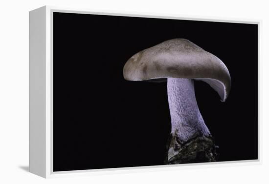 Lepista Nuda (Wood Blewit, Blue Stalk Mushroom)-Paul Starosta-Framed Premier Image Canvas