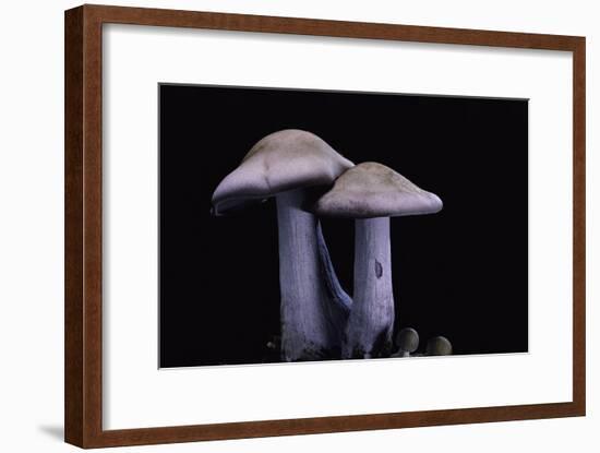 Lepista Nuda (Wood Blewit, Blue Stalk Mushroom)-Paul Starosta-Framed Photographic Print