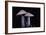 Lepista Nuda (Wood Blewit, Blue Stalk Mushroom)-Paul Starosta-Framed Photographic Print