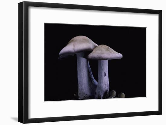 Lepista Nuda (Wood Blewit, Blue Stalk Mushroom)-Paul Starosta-Framed Photographic Print