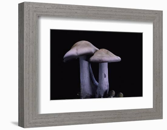 Lepista Nuda (Wood Blewit, Blue Stalk Mushroom)-Paul Starosta-Framed Photographic Print