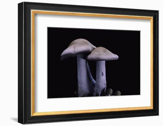 Lepista Nuda (Wood Blewit, Blue Stalk Mushroom)-Paul Starosta-Framed Photographic Print