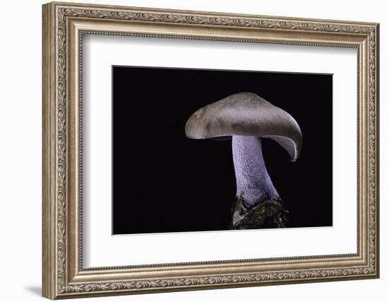 Lepista Nuda (Wood Blewit, Blue Stalk Mushroom)-Paul Starosta-Framed Photographic Print