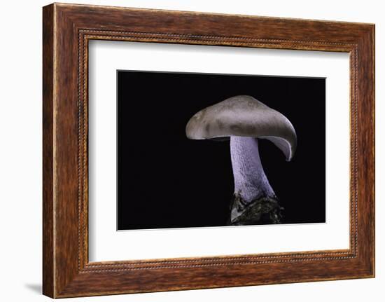 Lepista Nuda (Wood Blewit, Blue Stalk Mushroom)-Paul Starosta-Framed Photographic Print