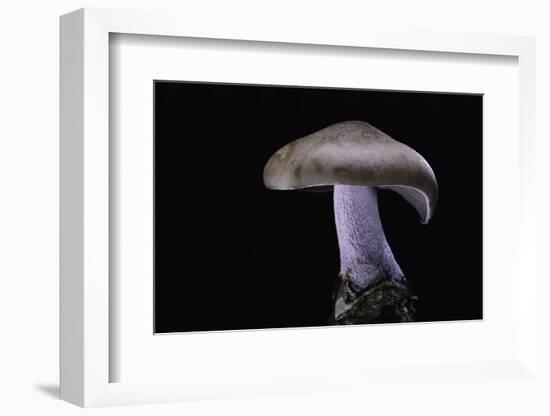 Lepista Nuda (Wood Blewit, Blue Stalk Mushroom)-Paul Starosta-Framed Photographic Print