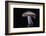 Lepista Nuda (Wood Blewit, Blue Stalk Mushroom)-Paul Starosta-Framed Photographic Print