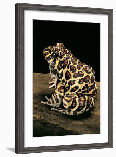 Leptodactylus Laticeps (Santa Fe Frog)-Paul Starosta-Framed Photographic Print