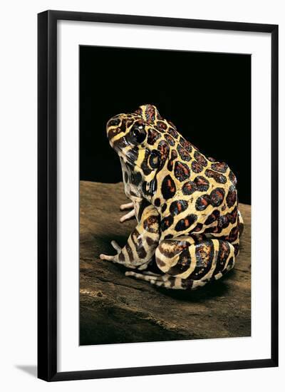 Leptodactylus Laticeps (Santa Fe Frog)-Paul Starosta-Framed Photographic Print