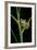 Leptopelis Barbouri (Barbour's Tree Frog)-Paul Starosta-Framed Photographic Print