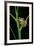 Leptopelis Barbouri (Barbour's Tree Frog)-Paul Starosta-Framed Photographic Print